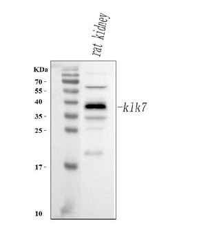 Klk7 Rabbit Polyclonal Antibody