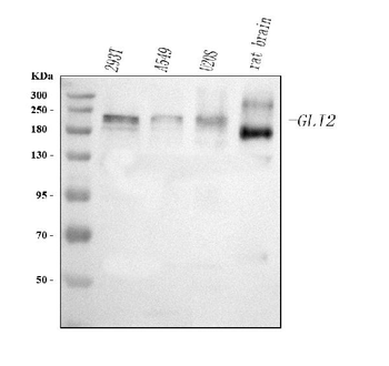 GLI2 Antibody