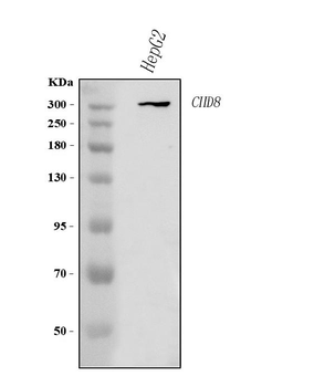 CHD8 Rabbit Polyclonal Antibody