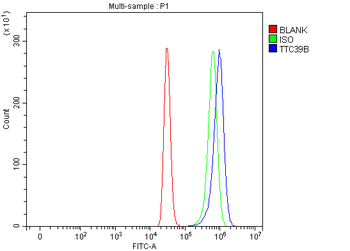 TTC39B Rabbit Polyclonal Antibody