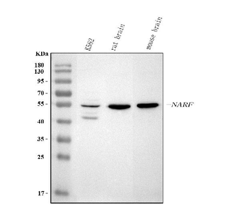 NARF Rabbit Polyclonal Antibody