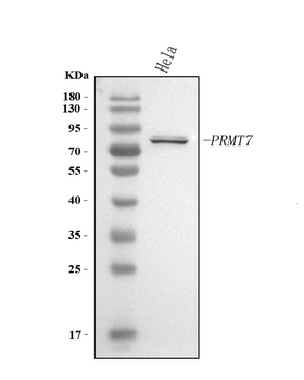 PRMT7 Antibody