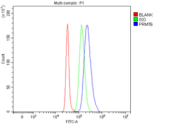 PRMT6 Rabbit Polyclonal Antibody