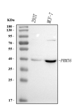 PRMT6 Rabbit Polyclonal Antibody