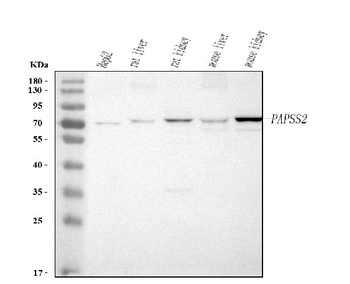 PAPSS2 Antibody