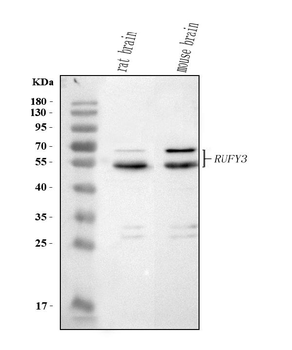 RUFY3 Antibody