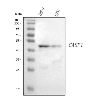 Caspase 1/CASP1 Rabbit Polyclonal Antibody
