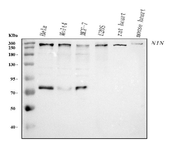 Ninein/NIN Rabbit Polyclonal Antibody