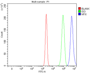 NFIX Rabbit Polyclonal Antibody