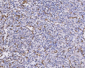 CXCL1 Rabbit Polyclonal Antibody
