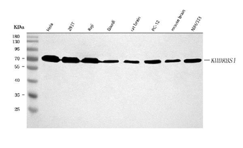 Sam68/KHDRBS1 Antibody