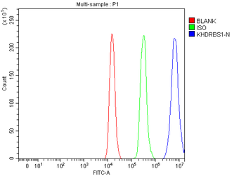 Sam68/KHDRBS1 Antibody