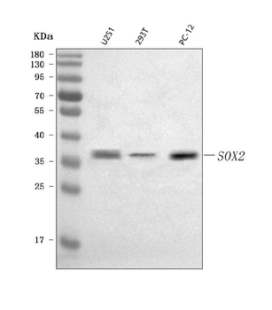 SOX2 Rabbit Polyclonal Antibody