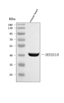 HOXD10 Rabbit Polyclonal Antibody