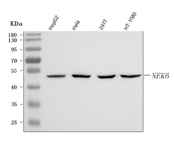 NEK6 Rabbit Polyclonal Antibody