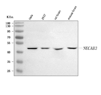 NECAB3 Rabbit Polyclonal Antibody