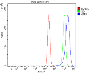 NBR1 Rabbit Polyclonal Antibody
