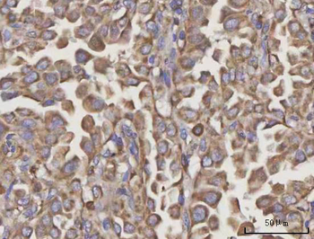 NDUFA4 Rabbit Polyclonal Antibody