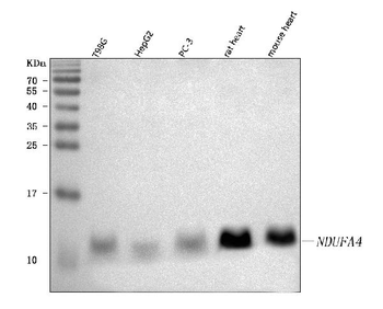 NDUFA4 Rabbit Polyclonal Antibody