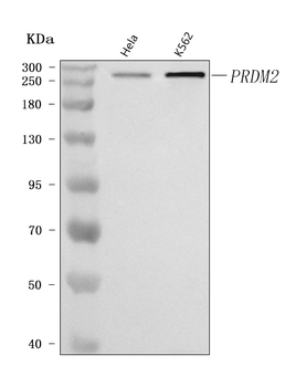 PRDM2 Rabbit Polyclonal Antibody