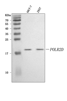 POLR2D Rabbit Polyclonal Antibody