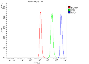 RFC4 Rabbit Polyclonal Antibody