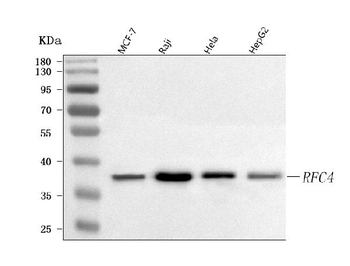 RFC4 Rabbit Polyclonal Antibody