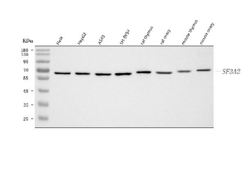 SF3A2 Antibody
