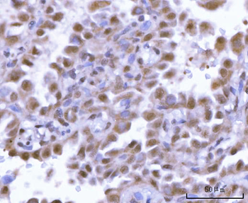 SF3A2 Antibody