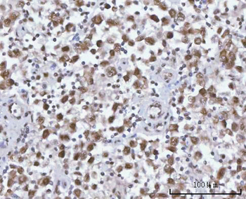 SF3A2 Antibody