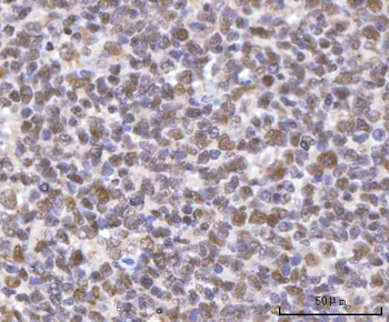 SF3A2 Antibody