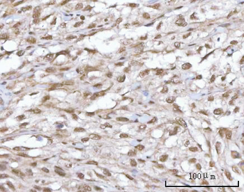 SF3A2 Antibody