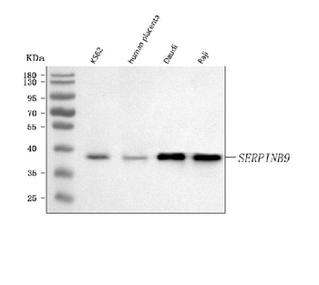 SERPINB9 Antibody