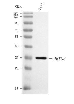 PRTN3 Rabbit Polyclonal Antibody