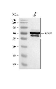 3BP2/SH3BP2 Antibody