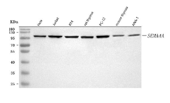SEMA4A Rabbit Polyclonal Antibody
