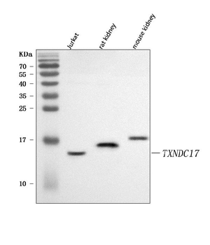 TXNDC17 Rabbit Polyclonal Antibody