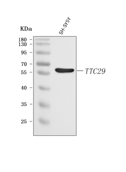 TTC29 Rabbit Polyclonal Antibody