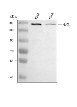 CEP164 Antibody