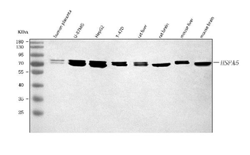 GRP78/BIP/HSPA5 Antibody
