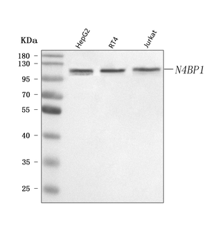 N4BP1 Rabbit Polyclonal Antibody