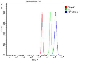 PPP3CB Rabbit Polyclonal Antibody