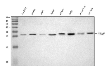 NANP Rabbit Polyclonal Antibody