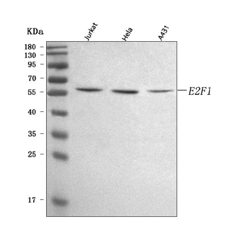 E2F1 Rabbit Polyclonal Antibody