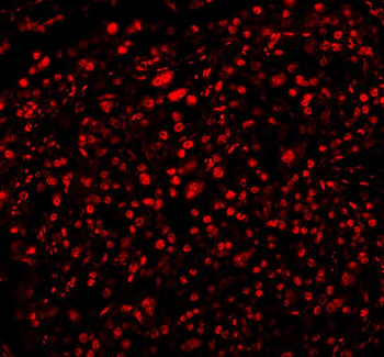 FOX2/RBM9/RBFOX2 Rabbit Polyclonal Antibody