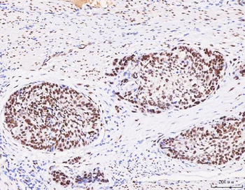 FOX2/RBM9/RBFOX2 Rabbit Polyclonal Antibody