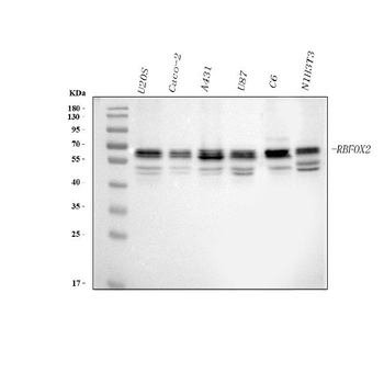 FOX2/RBM9/RBFOX2 Rabbit Polyclonal Antibody