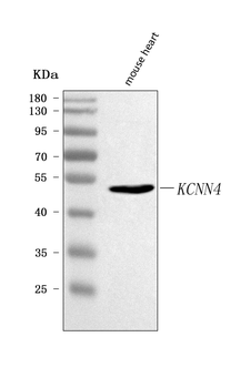 Kcnn4 Rabbit Polyclonal Antibody