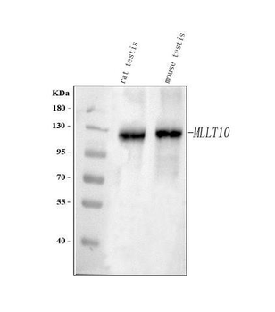 MLLT10 Rabbit Polyclonal Antibody