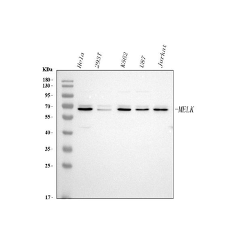 MELK Rabbit Polyclonal Antibody